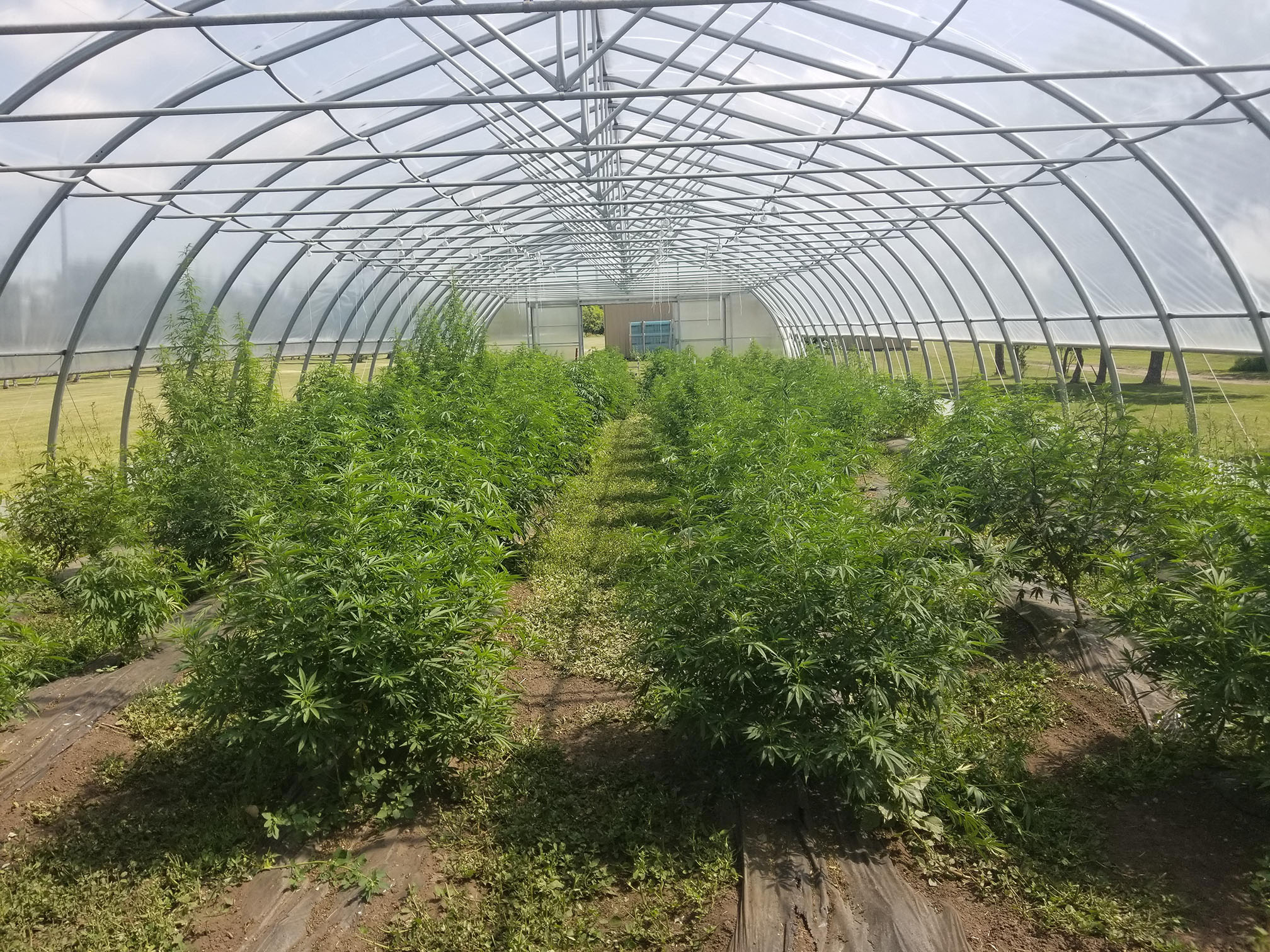 Hemp Trials- 12 cultivars High Tunnel - Dakota College at Bottineau resized.jpg